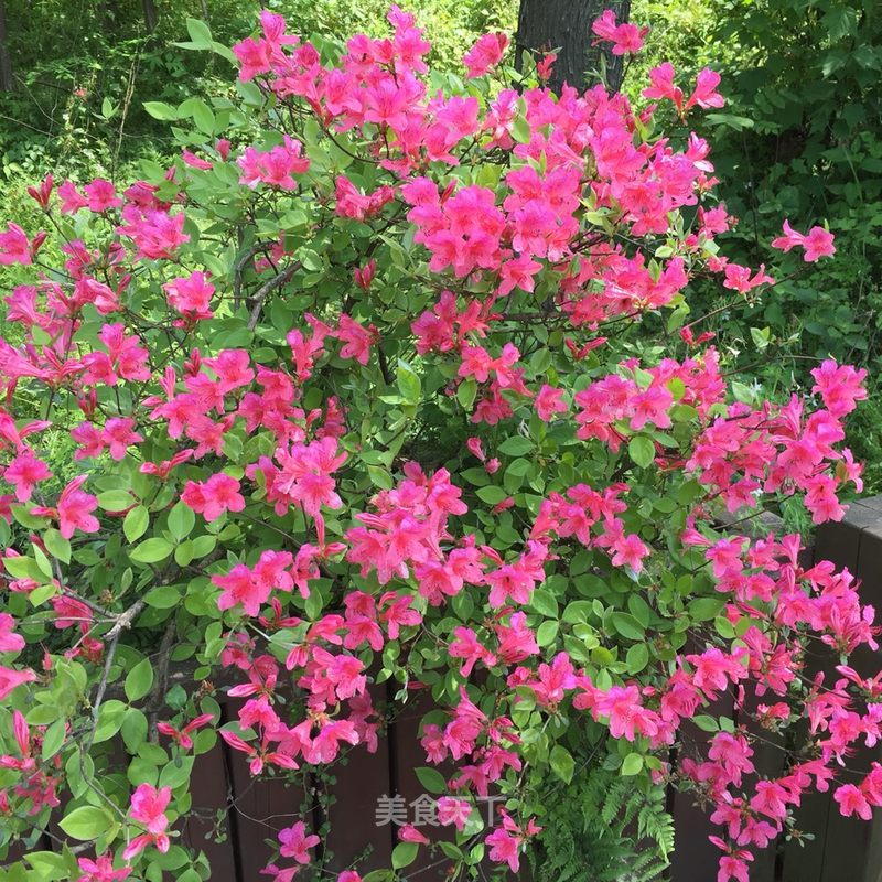 信阳鸡公山的杜鹃花 花美人更美 秋香的笔记 美食天下