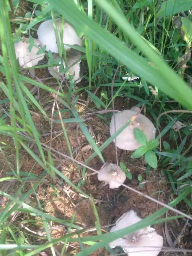挑担菌(蛋菌),南方广西农历五月梅雨季节,生长在白蚁窝上