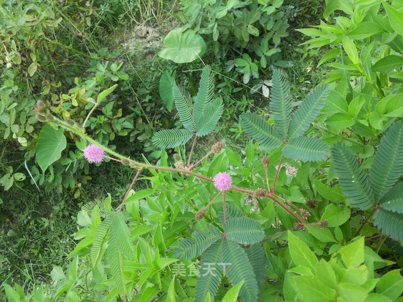 今天在路边看到的 亲们可知道开红色花的那个是什么植物吗 安安aaa的笔记 美食天下