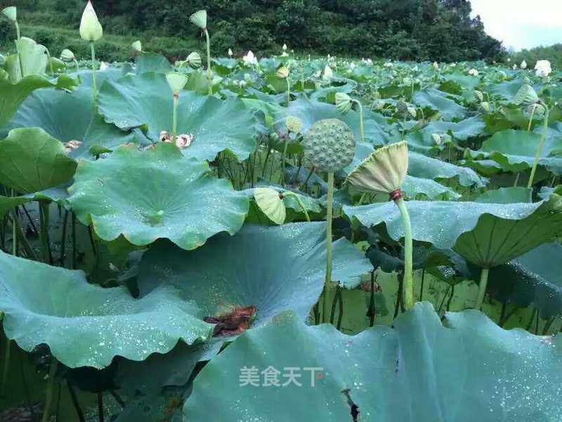 江南可采莲 莲叶何田田 夏天的风吹过池塘 又到了采莲 颖梦雪的笔记 美食天下