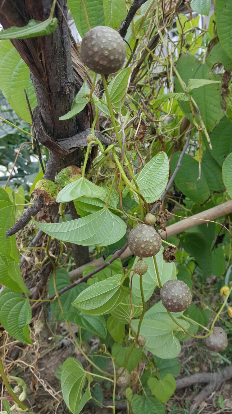 何首乌开花结果图片