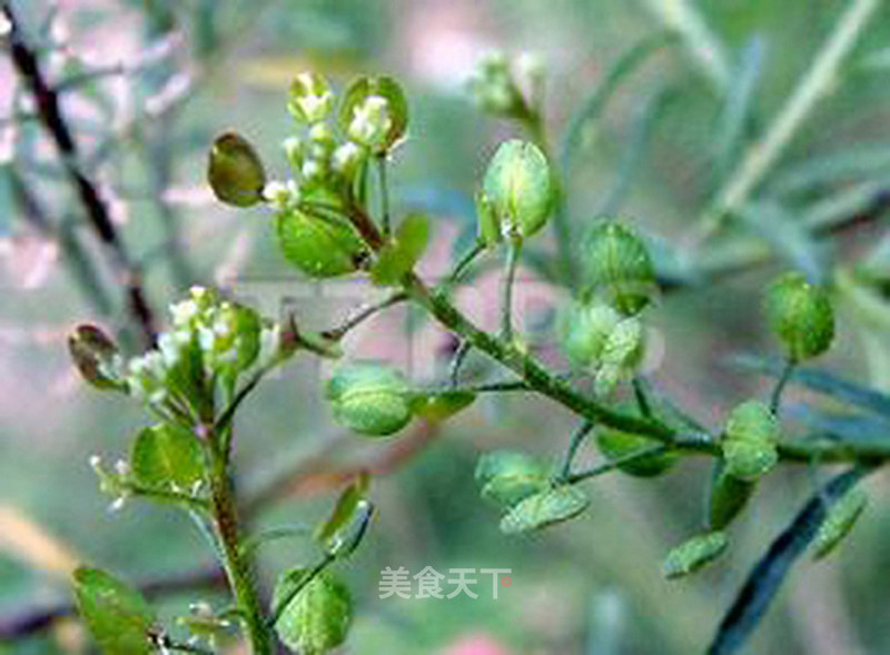 薺菜果薺菜的果實更美麗有的象鳳尾有的象蘋果或是桃子