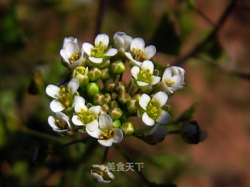 薺菜果薺菜的果實更美麗有的象鳳尾有的象蘋果或是桃子