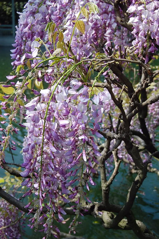 藤萝花