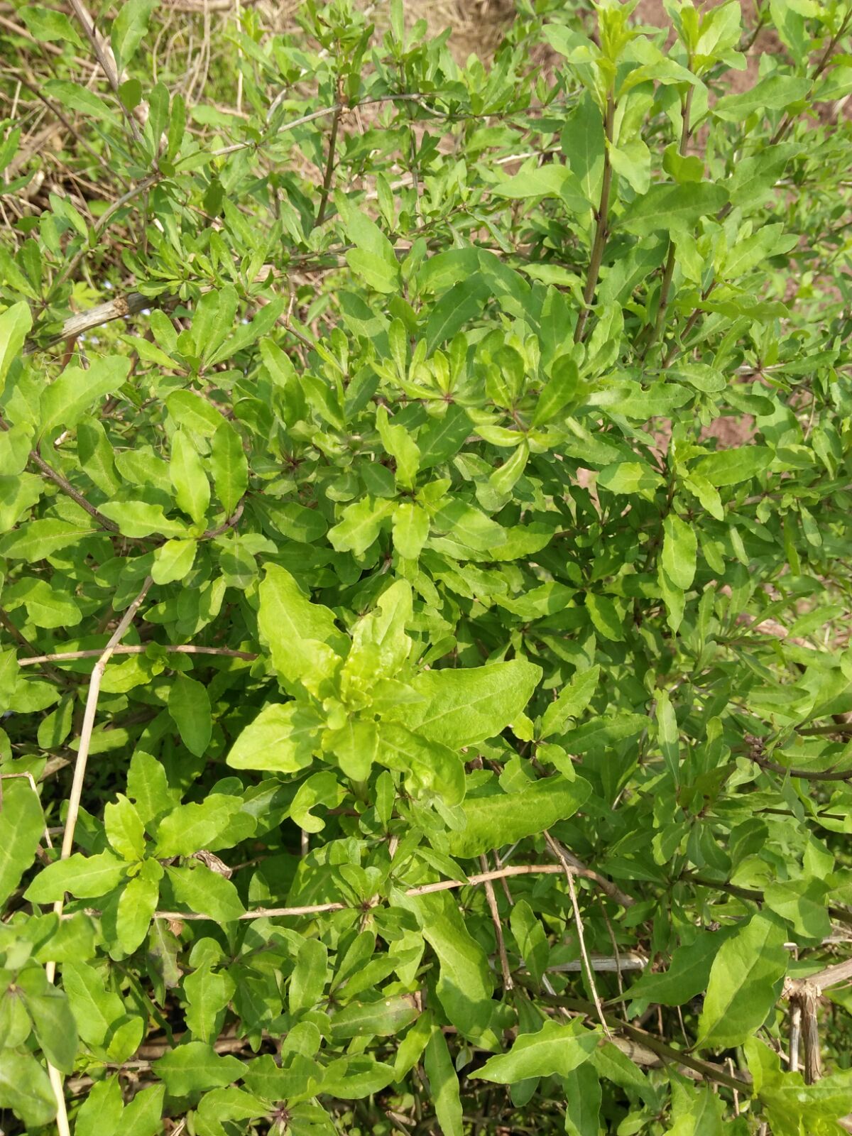 野菜篇之枸杞芽,话说这货适应性挺强,田梗边随便一插,它也