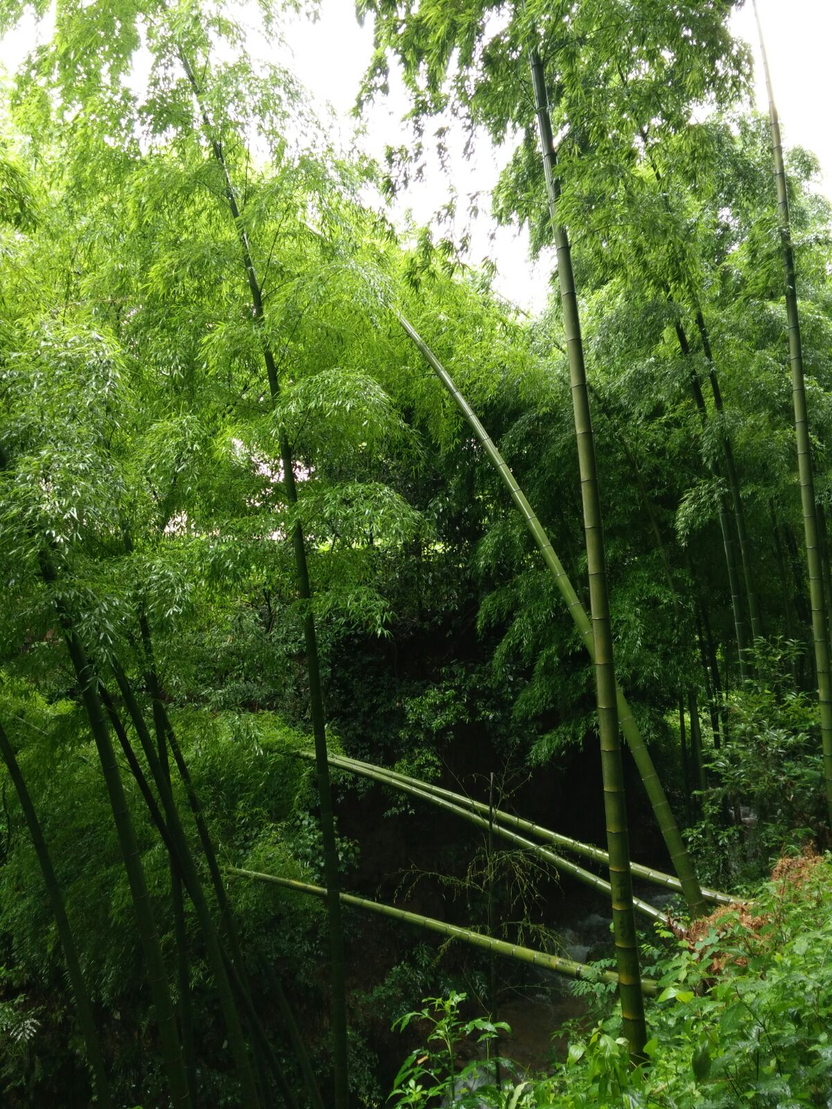 竹林深处,溪水潺潺