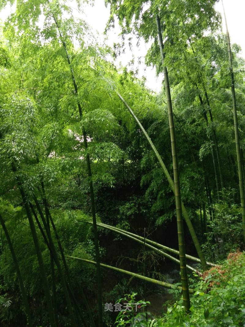 竹林深處,溪水潺潺.