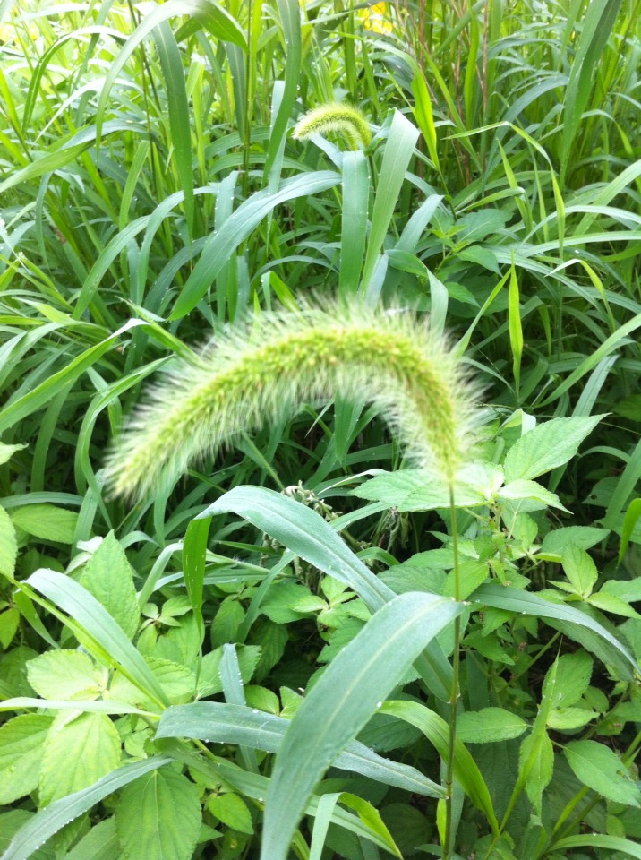 带露珠的狗尾巴草图片图片