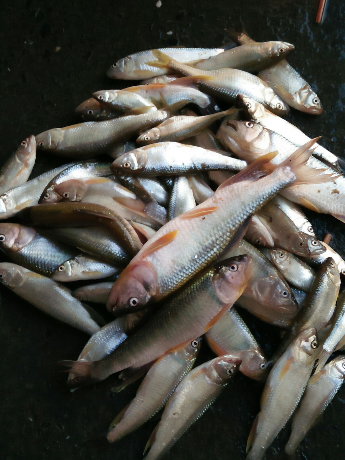 野生河鱼品种图片