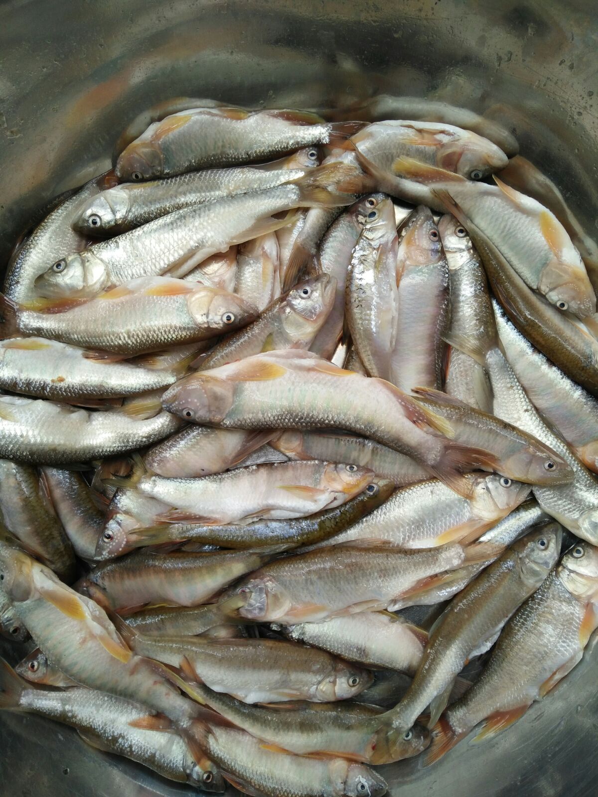 湖南小河鱼种类图片
