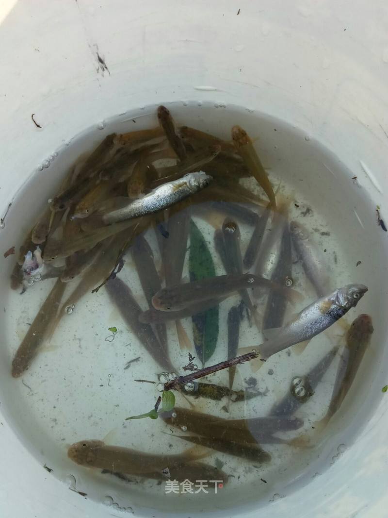 今天去河裡釣點小魚醬燜吃