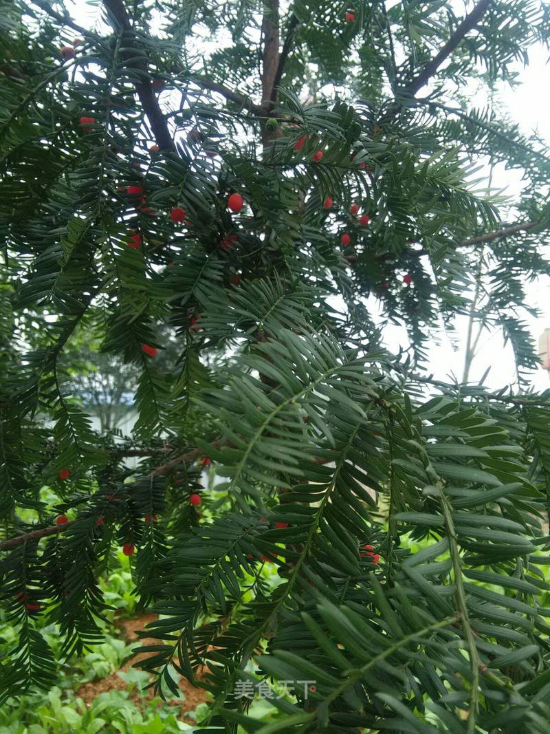 屋後的紅豆杉