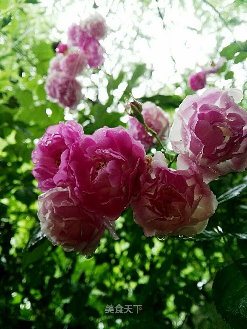 蔷薇花开 那时花开 的笔记 美食天下