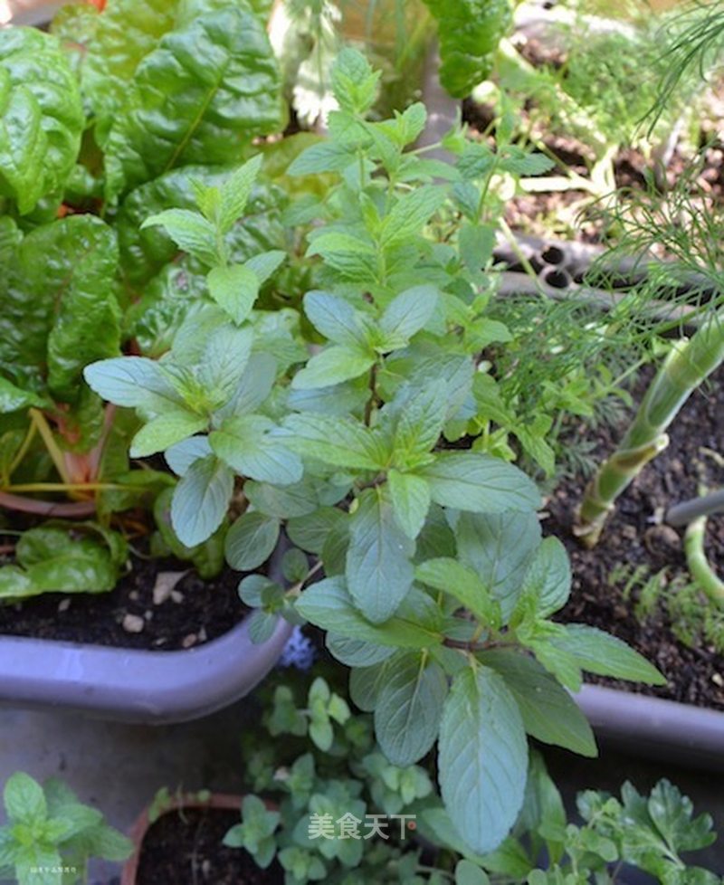 青薄荷,香花菜,鱼香菜,南薄荷,升阳菜,血香菜,狗肉香,假薄荷