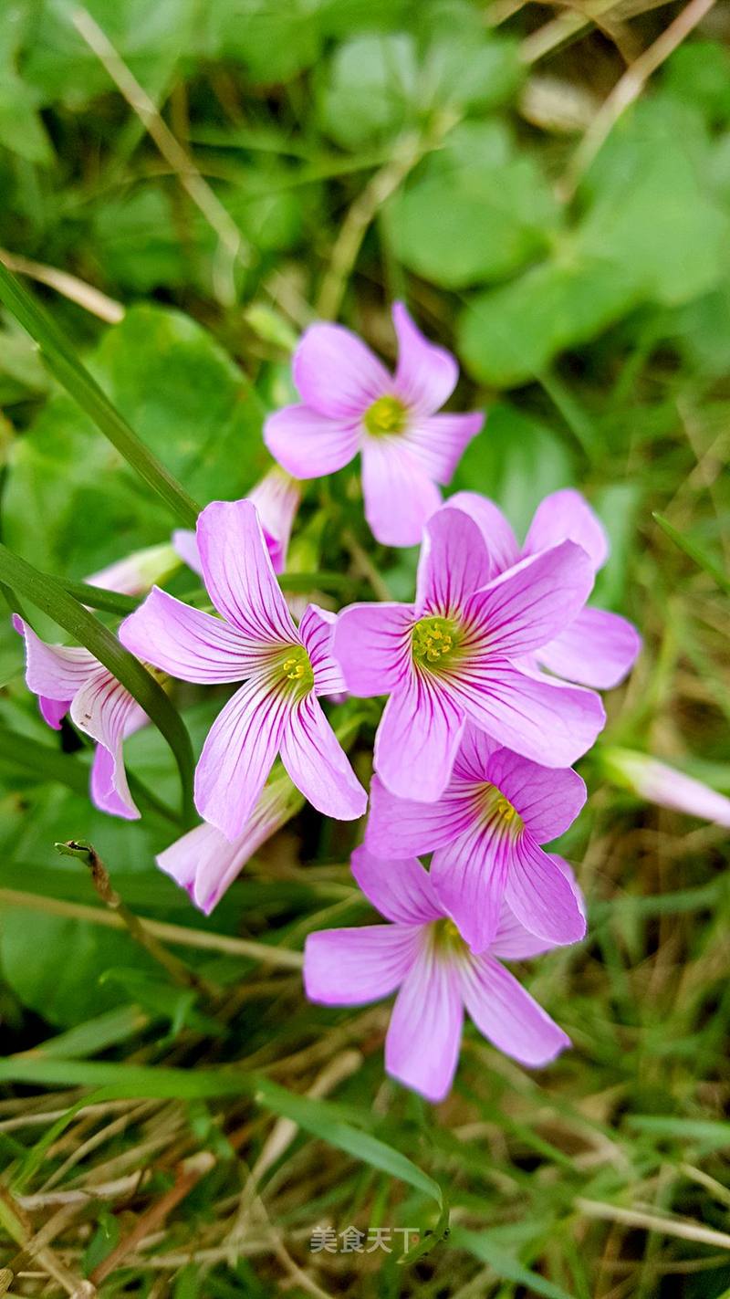 一花一叶总关禅 愿与草木 随遇而安 美食天下