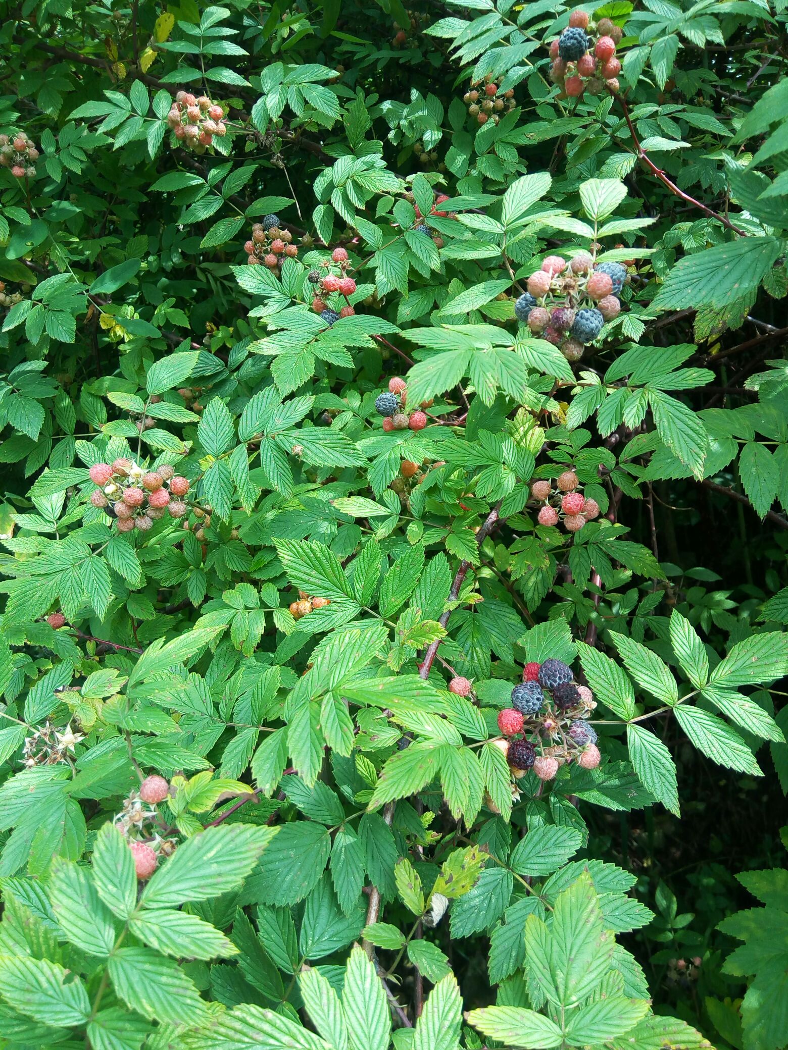 田阳野生黑刺莓图片