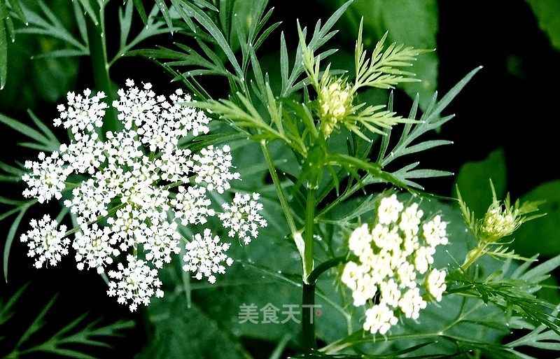 水芹花和水芹 Jzlwwwwww的笔记 美食天下