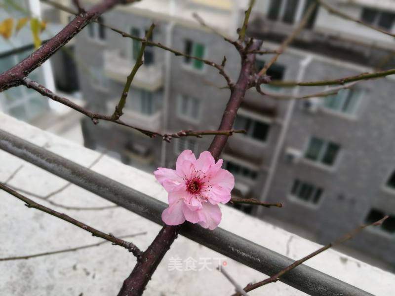 早餐 玉米黄豆豆浆还真是十月小阳春 连海棠花和梅花都 清水淡竹的笔记 美食天下