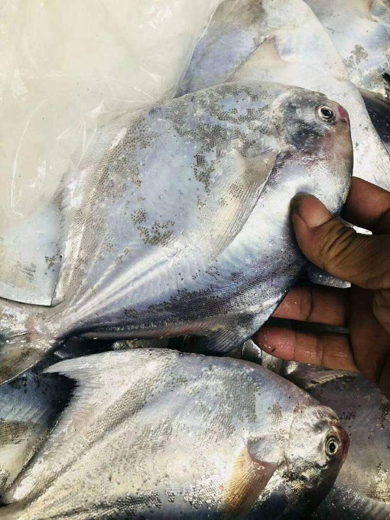 东山岛海鲜野生鲳鱼白鲳平鱼都是这个鱼清蒸干煎肉质细嫩鲜美 东山岛野生海鲜总部的笔记 美食天下