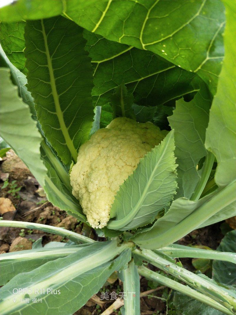 菜花 大白菜 胡桐小橘子的笔记 美食天下