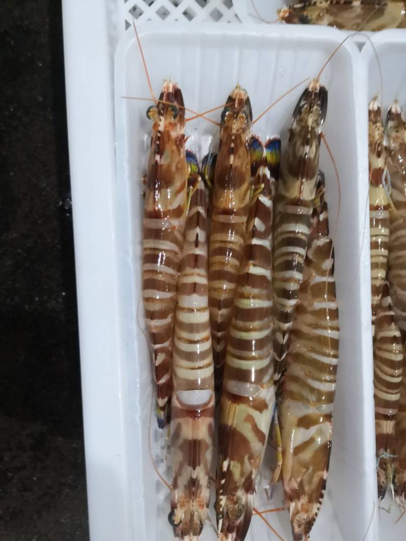 东山岛野生海鲜活大斑节虾 一盒6