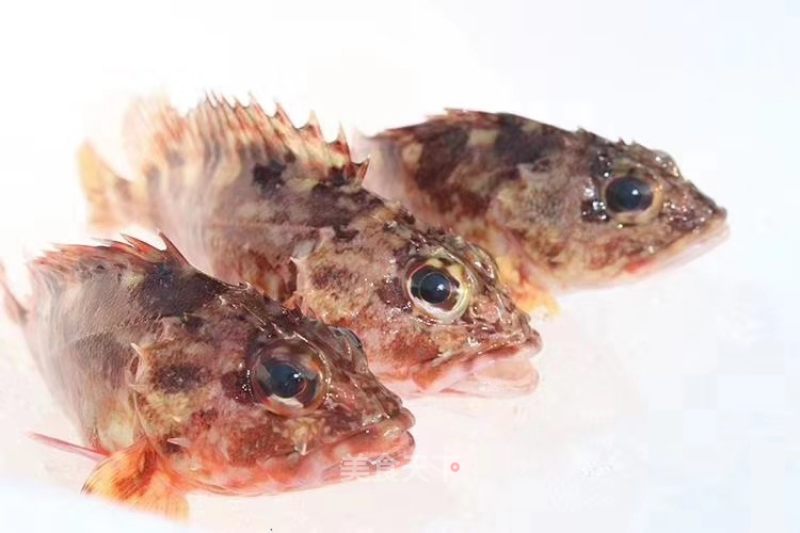 痴鲜野生海鲜 石翁鱼有助于增强抵抗力和视力 东山岛海鲜的笔记 美食天下