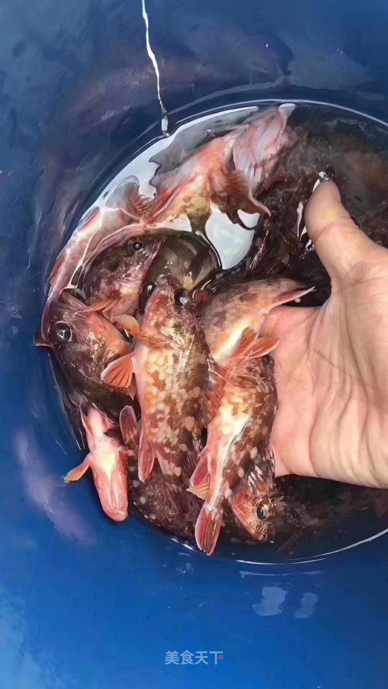 痴鲜野生海鲜 石翁鱼有助于增强抵抗力和视力 东山岛海鲜的笔记 美食天下
