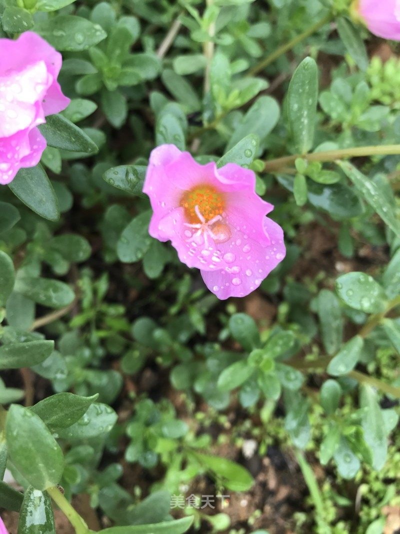 一夜好风吹 新花一万枝 花儿开ig0gk的笔记 美食天下