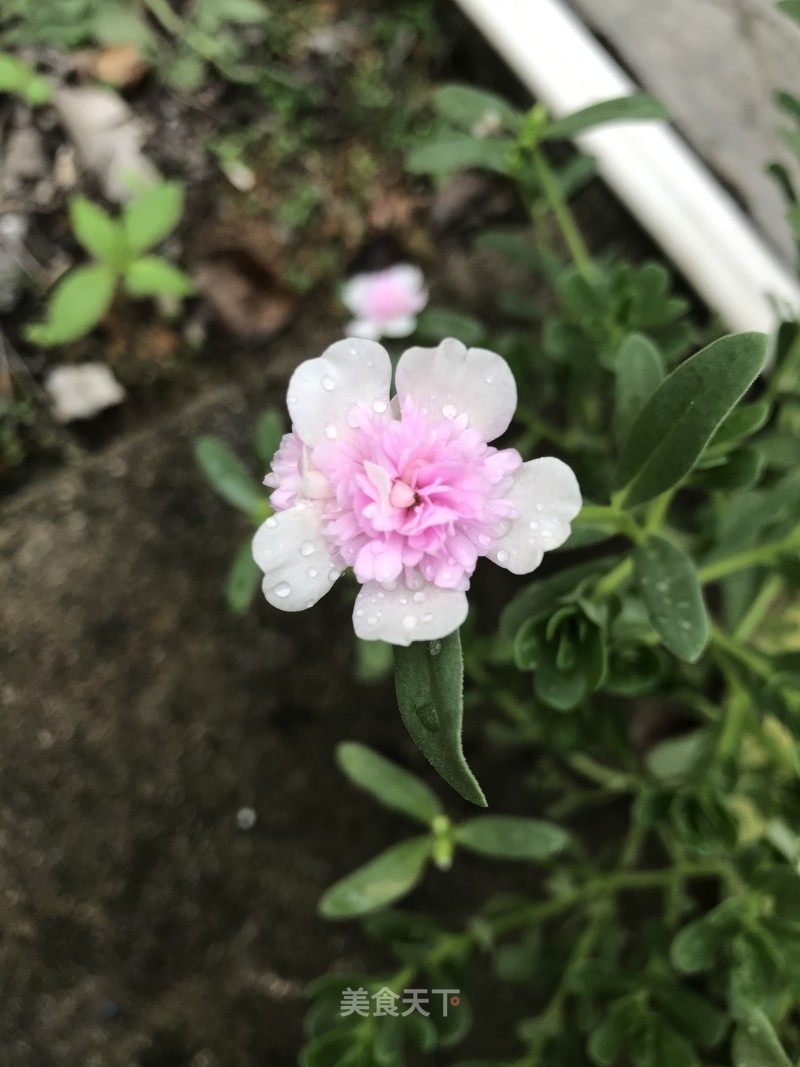 一夜好风吹 新花一万枝 花儿开ig0gk的笔记 美食天下