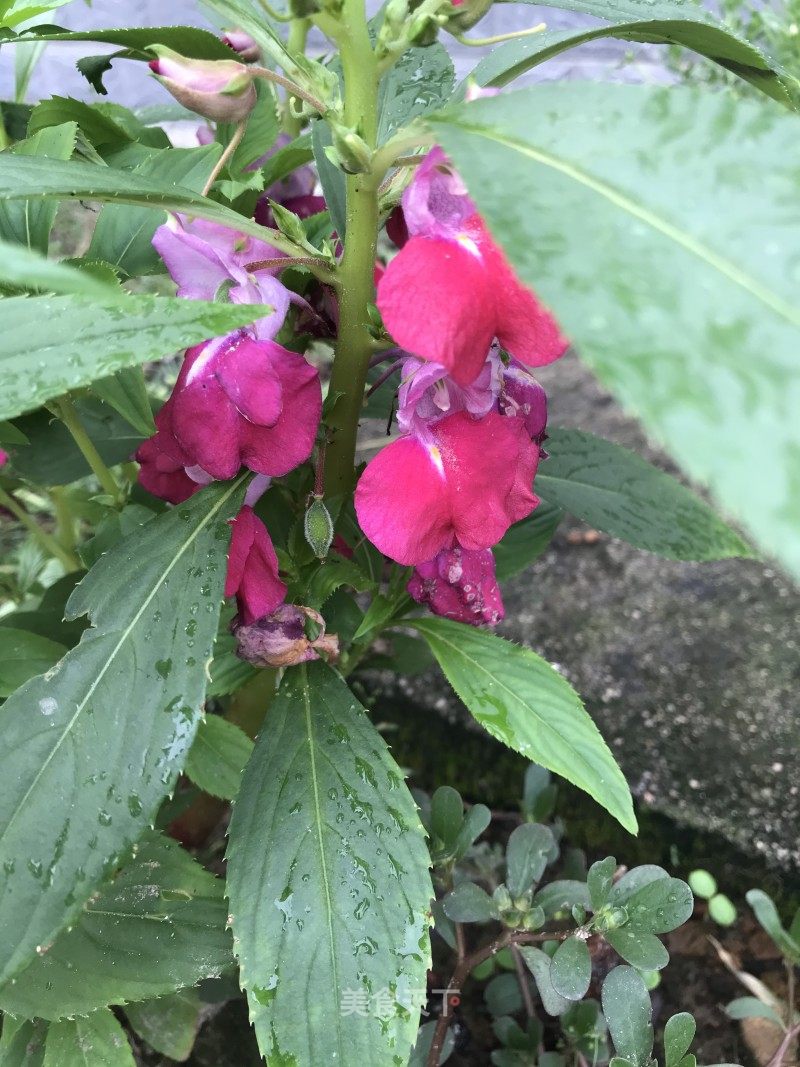 一夜好风吹 新花一万枝 花儿开ig0gk的笔记 美食天下