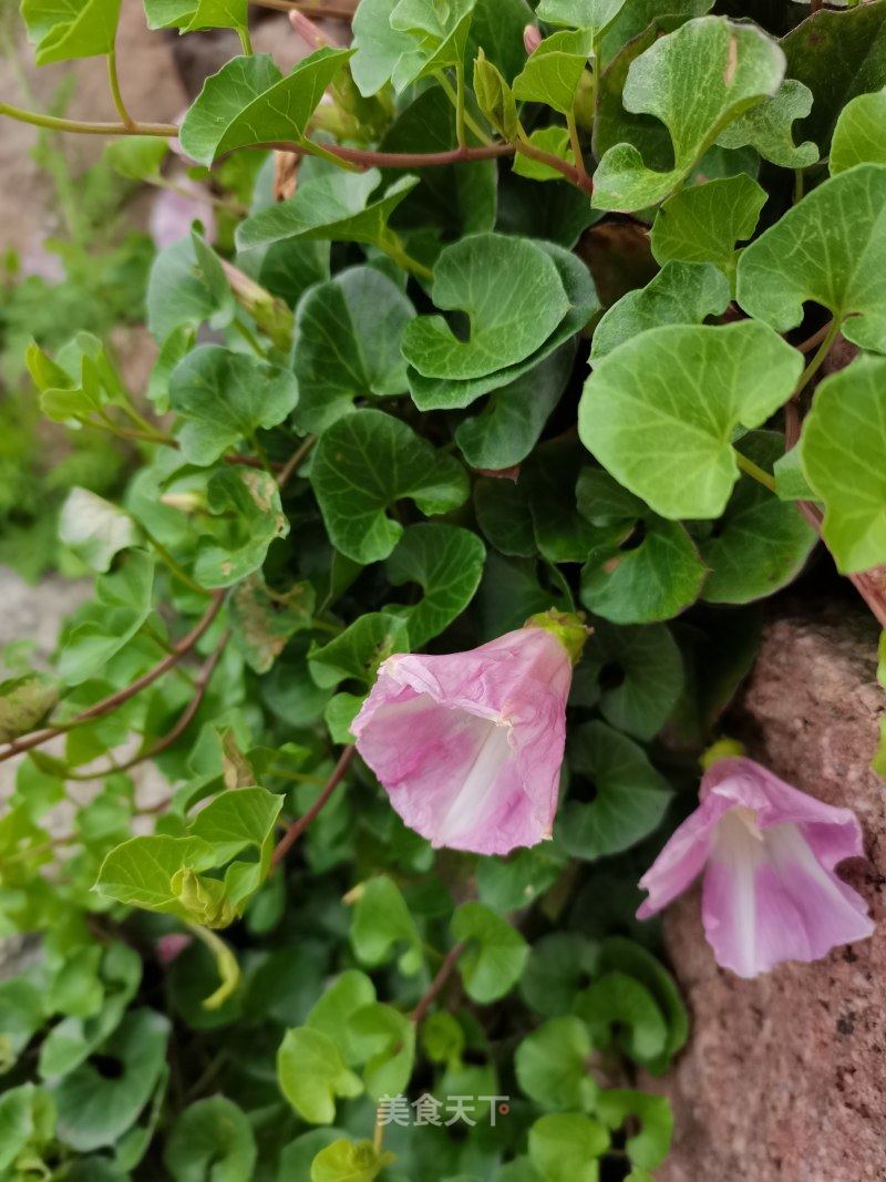 野牽牛花