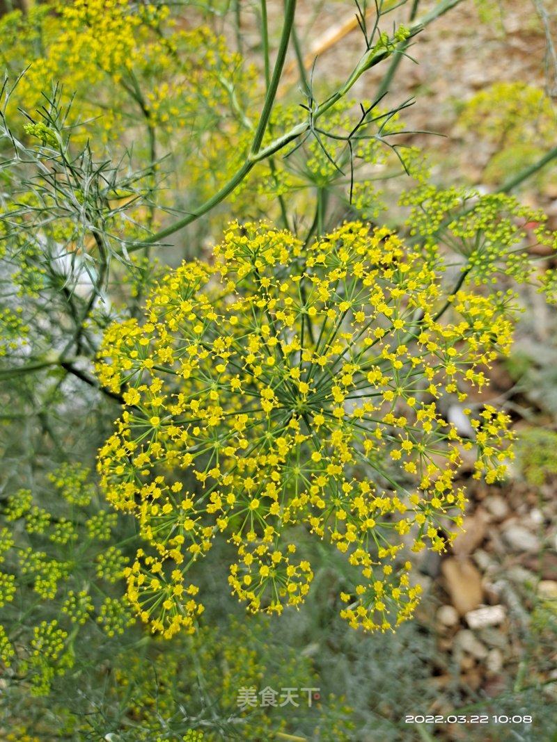 茴香花也很美 风风野猪的笔记 美食天下