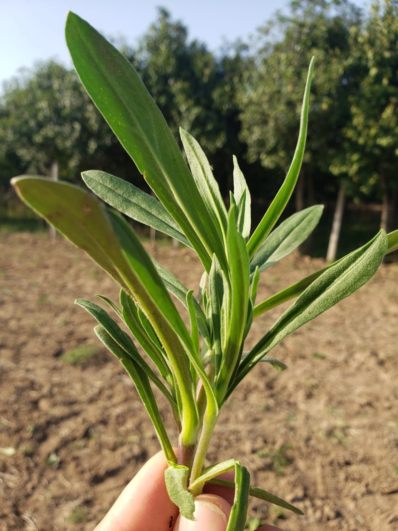 面条菜花图片