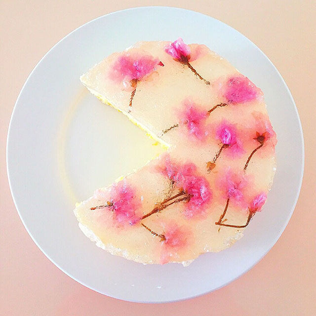 鹿小鹿——樱花芝士蛋糕