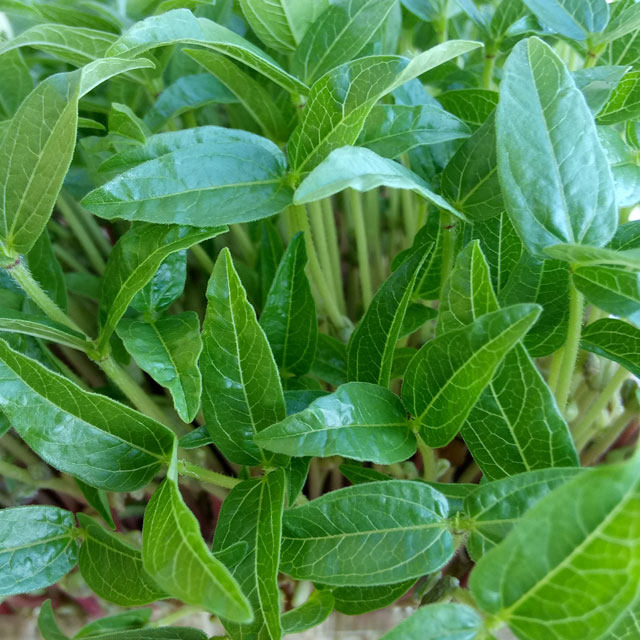 绿豆芽苗菜