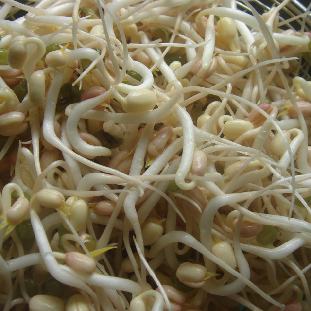 自发健康营养的绿豆芽