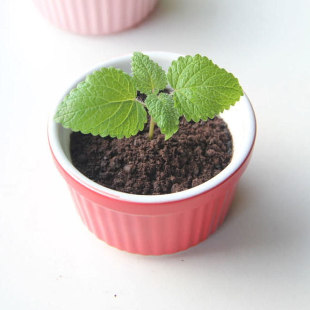 酸奶盆栽——五分钟完成的小甜品